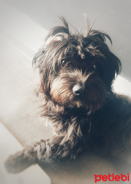 Yorkshire Terrier, Köpek  Cookie fotoğrafı
