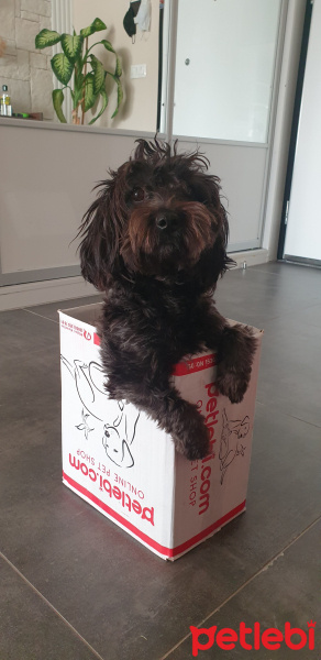 Yorkshire Terrier, Köpek  Cookie fotoğrafı