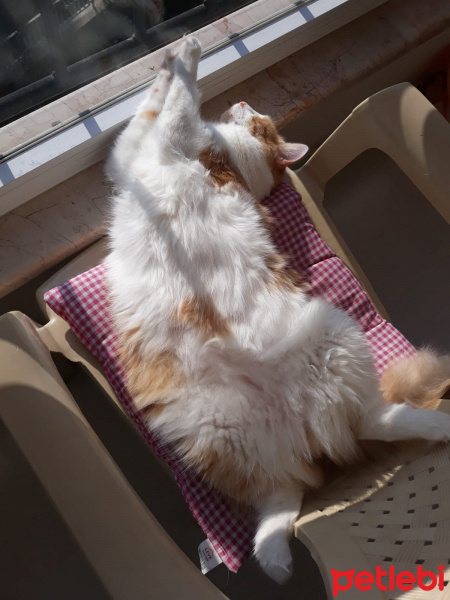 Sarman, Kedi  Azman fotoğrafı