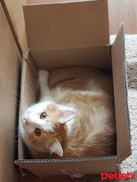 Sarman, Kedi  Azman fotoğrafı