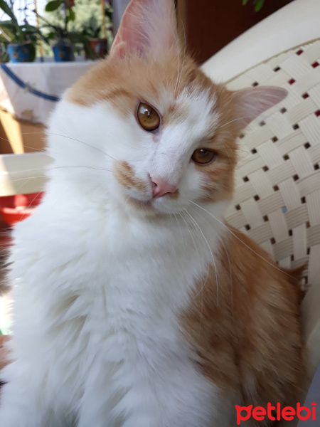 Sarman, Kedi  Azman fotoğrafı