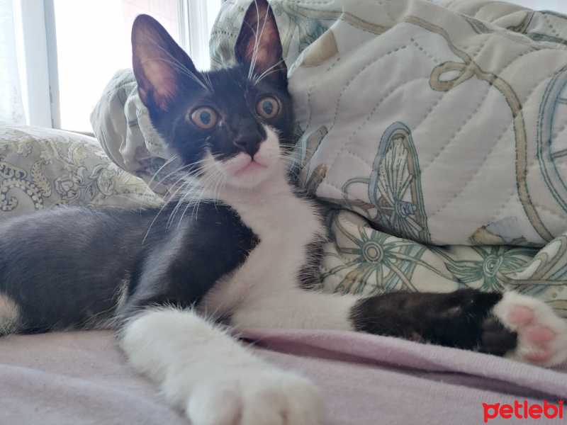 Tuxedo (Smokin) Kedi, Kedi  Prens fotoğrafı