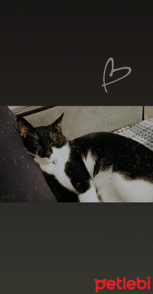 Tuxedo (Smokin) Kedi, Kedi  Prens fotoğrafı
