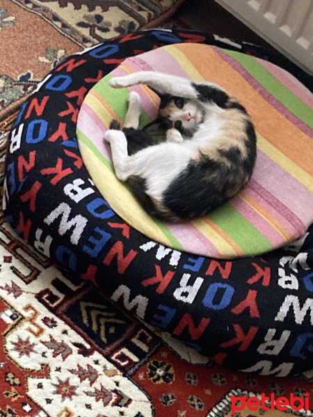 Tekir Kedi, Kedi  Berlin fotoğrafı