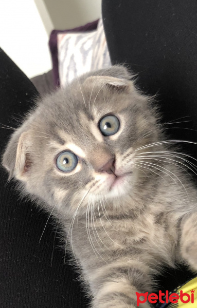 Scottish Fold, Kedi  Paşa fotoğrafı