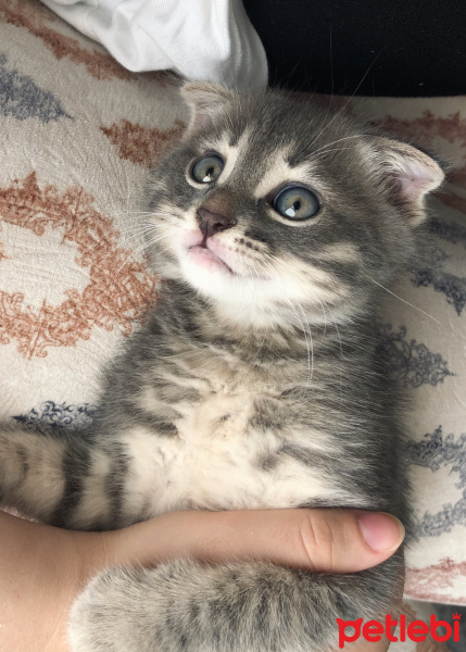 Scottish Fold, Kedi  Paşa fotoğrafı