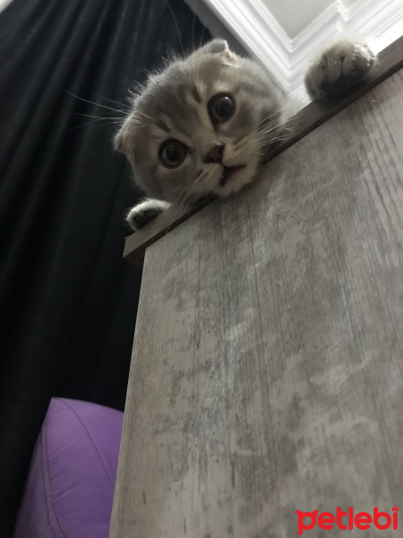 Scottish Fold, Kedi  Yoda fotoğrafı