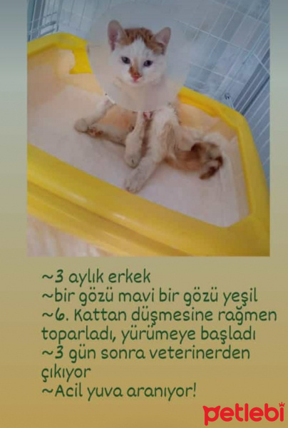 Tekir Kedi, Kedi  BONCUĞUMUZA YUVA ARANIYOR fotoğrafı