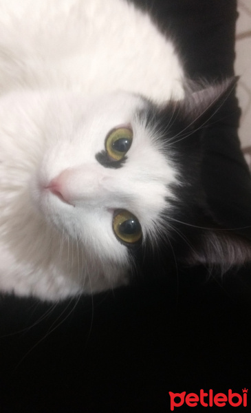 Tekir Kedi, Kedi  Zeytin fotoğrafı