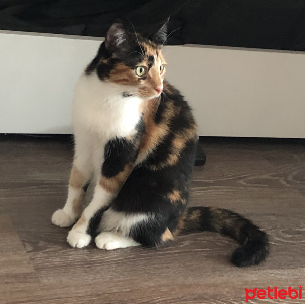 Tekir Kedi, Kedi  Lilith fotoğrafı