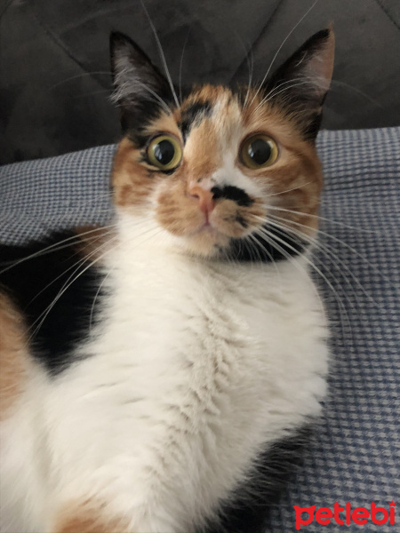 Tekir Kedi, Kedi  Lilith fotoğrafı