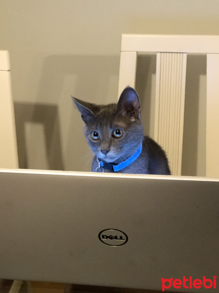 Mavi Rus, Kedi  Gölge fotoğrafı