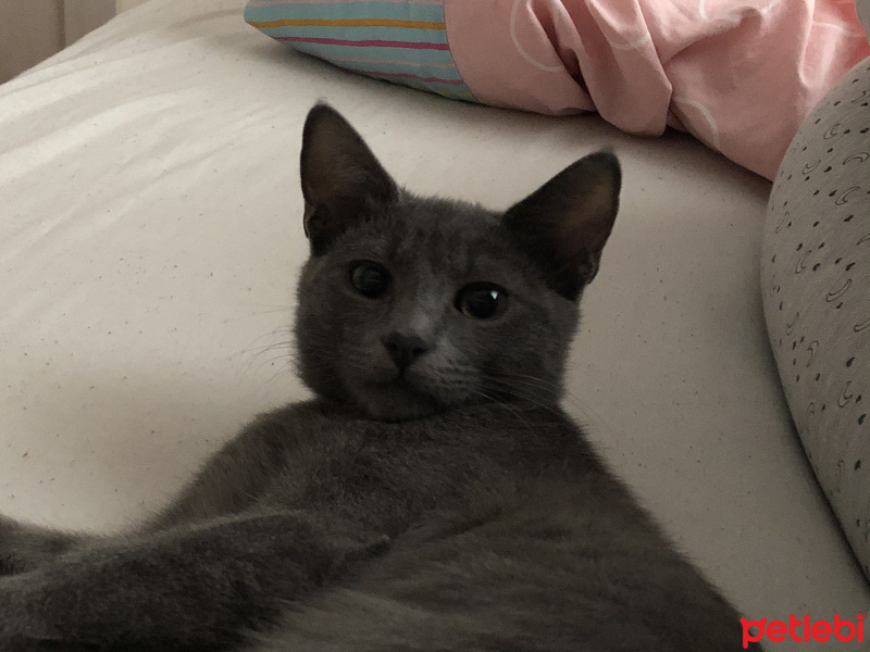 Mavi Rus, Kedi  Gölge fotoğrafı
