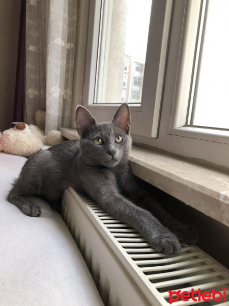 Mavi Rus, Kedi  Gölge fotoğrafı
