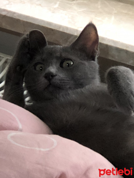 Mavi Rus, Kedi  Gölge fotoğrafı