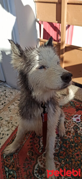 Sibirya Kurdu (Husky), Köpek  Mars fotoğrafı