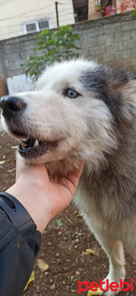 Sibirya Kurdu (Husky), Köpek  Mars fotoğrafı