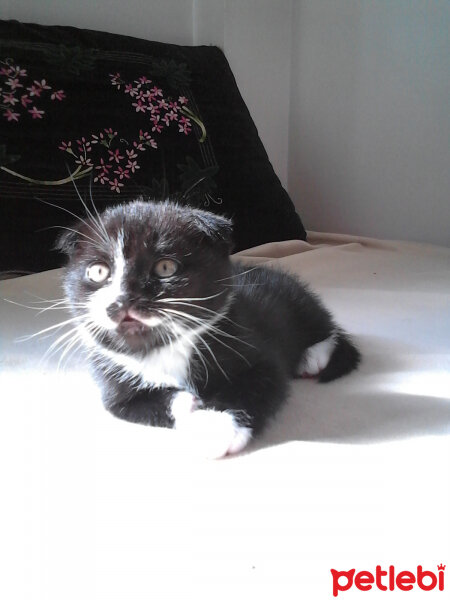 Scottish Fold, Kedi  Lili fotoğrafı