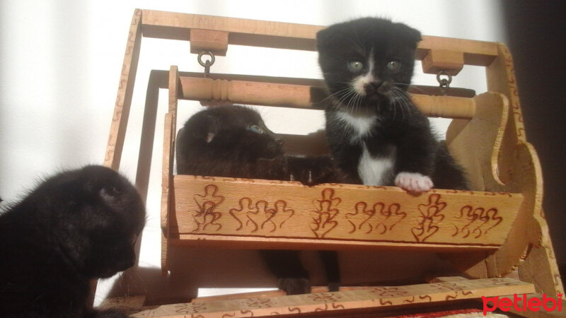 Scottish Fold, Kedi  Lili fotoğrafı