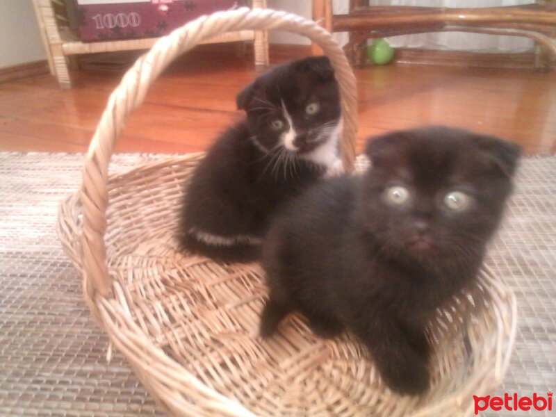 Scottish Fold, Kedi  Lili fotoğrafı