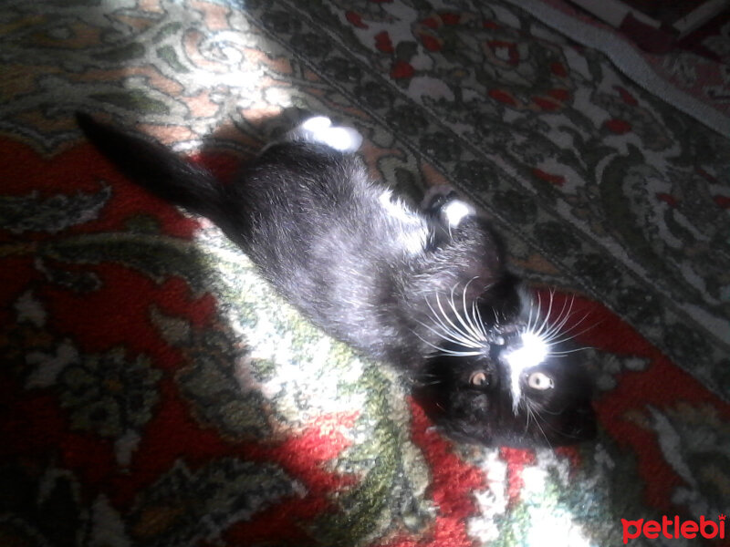 Scottish Fold, Kedi  Lili fotoğrafı