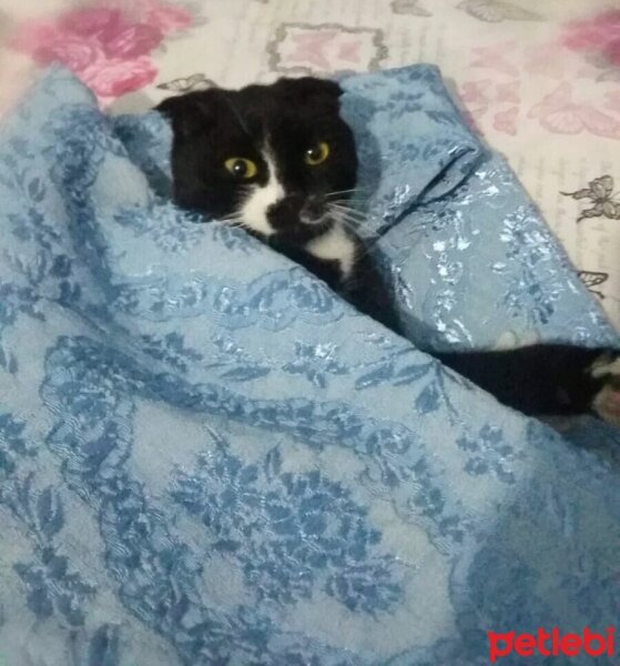 Scottish Fold, Kedi  Lili fotoğrafı