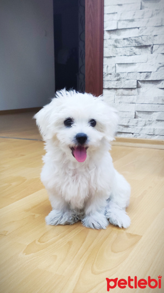 Maltese, Köpek  Pamuk fotoğrafı