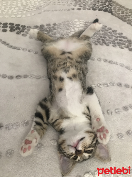 Tekir Kedi, Kedi  Mırmırsu fotoğrafı