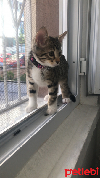 Tekir Kedi, Kedi  Mırmırsu fotoğrafı