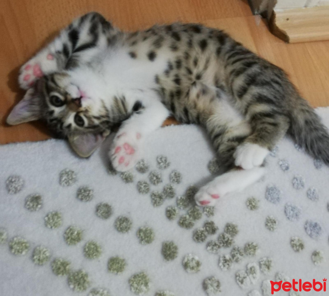 Tekir Kedi, Kedi  Mırmırsu fotoğrafı