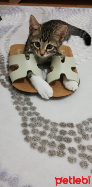 Tekir Kedi, Kedi  Mırmırsu fotoğrafı