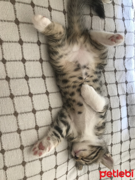 Tekir Kedi, Kedi  Mırmırsu fotoğrafı