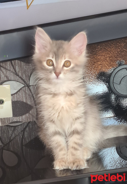 Tekir Kedi, Kedi  Miniş fotoğrafı