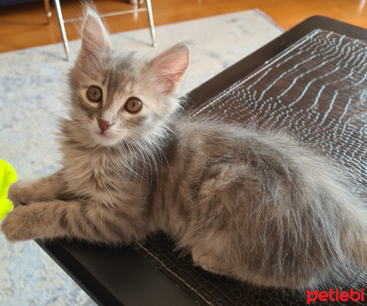 Tekir Kedi, Kedi  Miniş fotoğrafı
