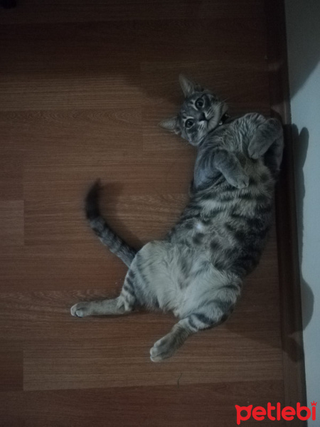 Tekir Kedi, Kedi  Merkür fotoğrafı