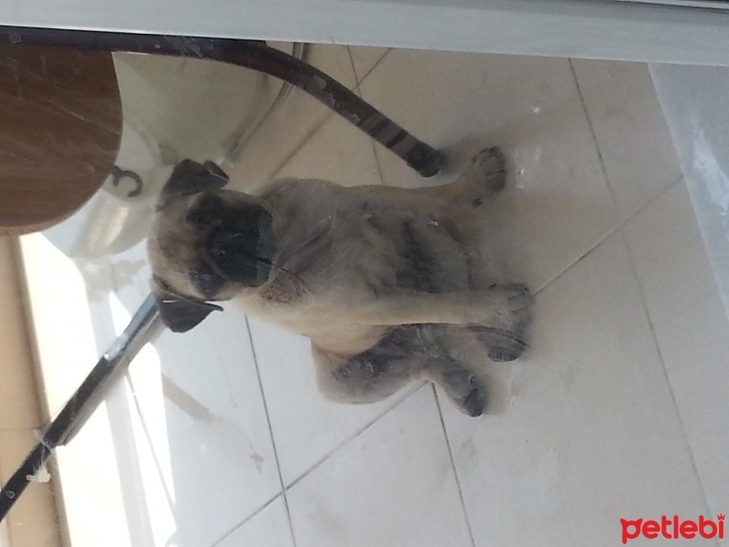 Pug, Köpek  çiko fotoğrafı