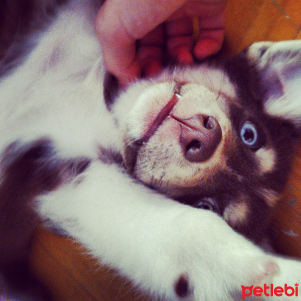 Sibirya Kurdu (Husky), Köpek  Cookie fotoğrafı