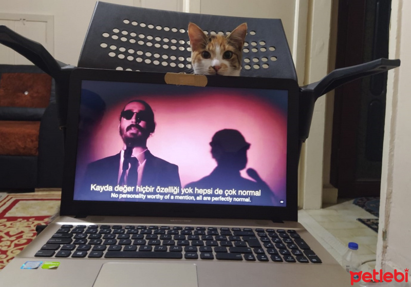 Tekir Kedi, Kedi  Eyşan fotoğrafı