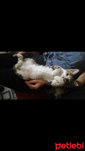 Tekir Kedi, Kedi  Eyşan fotoğrafı