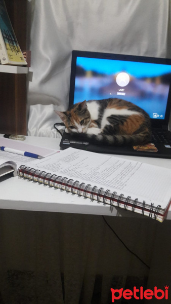 Tekir Kedi, Kedi  Eyşan fotoğrafı