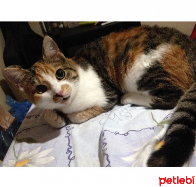 Tekir Kedi, Kedi  Eyşan fotoğrafı