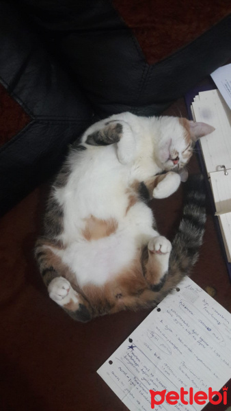 Tekir Kedi, Kedi  Eyşan fotoğrafı