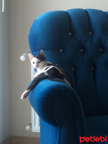 Tuxedo (Smokin) Kedi, Kedi  Felix fotoğrafı