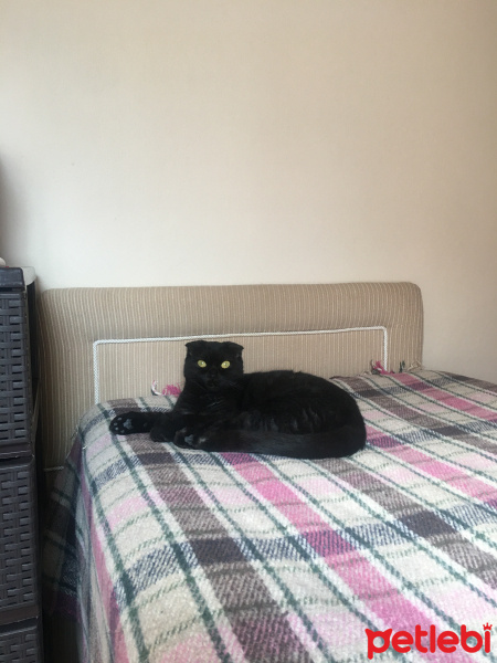 Scottish Fold, Kedi  lily fotoğrafı