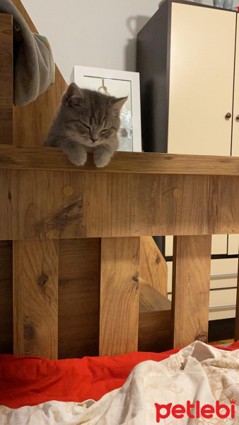 British Shorthair, Kedi  LOKİ fotoğrafı