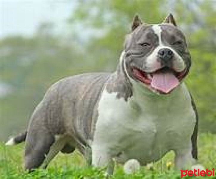 Amerikan Pitbull Terrier, Köpek  alex fotoğrafı