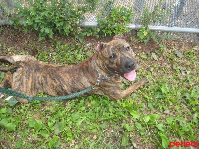 Amerikan Pitbull Terrier, Köpek  alex fotoğrafı