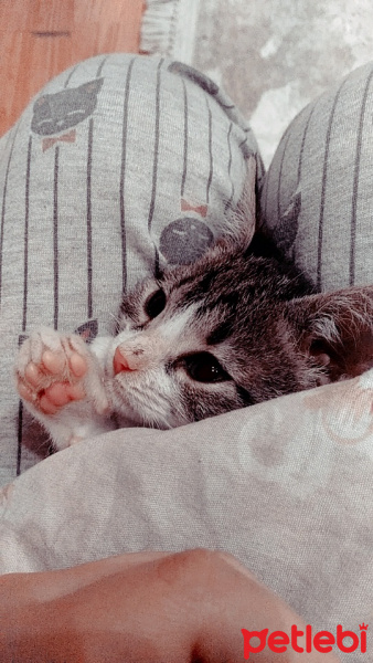 Tekir Kedi, Kedi  ACİLL? MİNİK POFİYE YUVA ARIYORUZ fotoğrafı