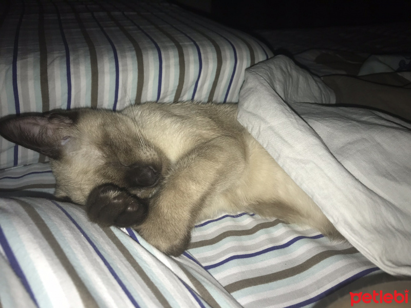 Siyam Kedisi, Kedi  Yumi fotoğrafı