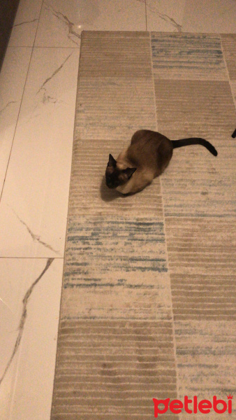 Siyam Kedisi, Kedi  Yumi fotoğrafı